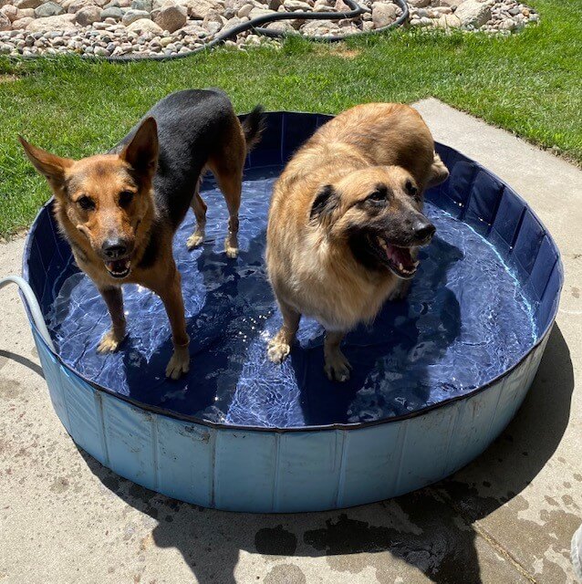 A photo of two dogs in a kid's swimming pool