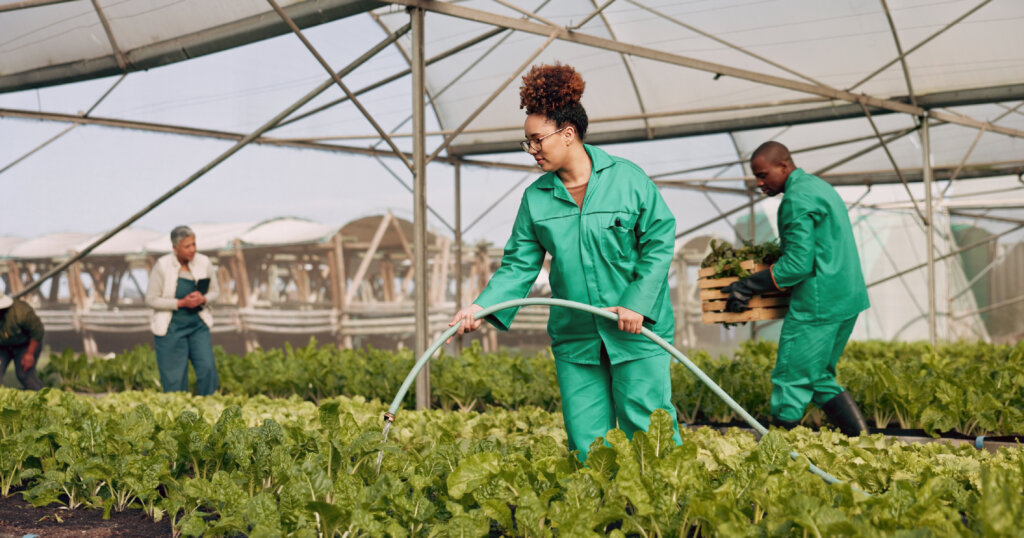 People watering plants in a large greenhouse