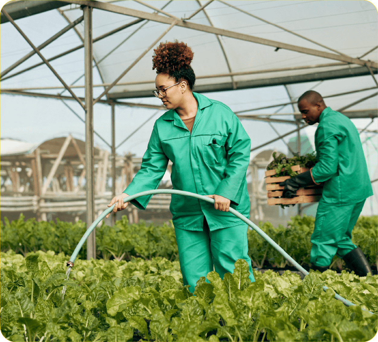 Female employee watering a row of lettuce in field
